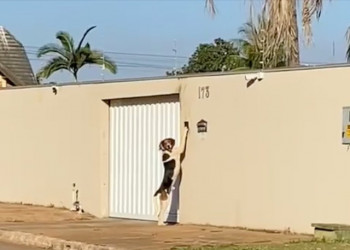 Viraliza vídeo de cachorro tocando campainha para entrar em casa